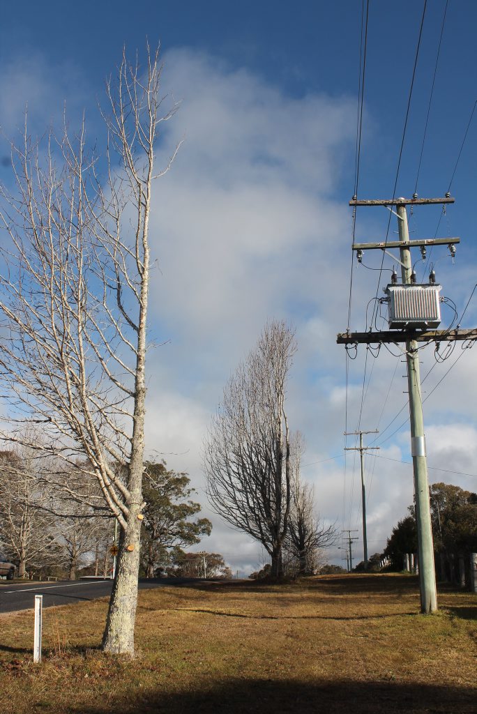 AXED: The liquid amber trees lining Liston's main street are half of their former glory. Photo Ella Archibald-Binge / Stanthorpe Border Post AXED: The liquid amber trees lining Liston's main street are half of their former glory. Photo Ella Archibald-Binge / Stanthorpe Border Post